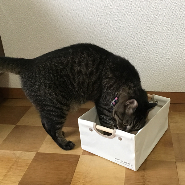 猫　収納ボックス　プレゼント