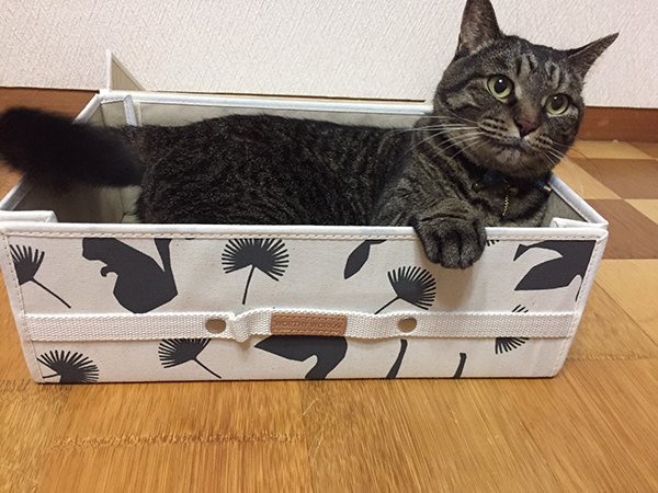 メルマガ　プレゼント　収納ボックス　ねこ　猫　ネコ