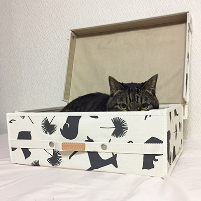 猫　ボックス　プレゼント　メルマガ