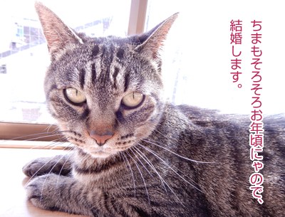 にゃんこ重大発表!