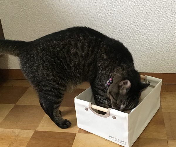 猫　収納ボックス　プレゼント